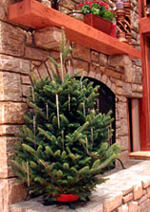 Our real Fraser Fir Table Top Trees are freshly cut from one of our tree farms based in the beautiful Appalachian Mountains in western North Carolina. 